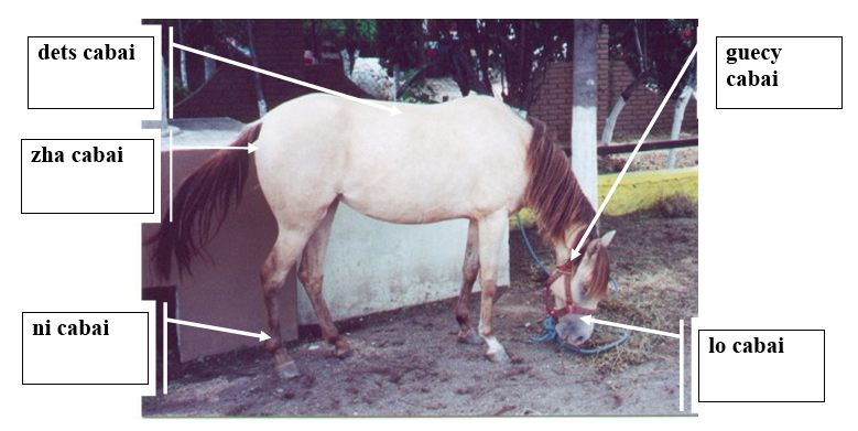 photo of a horse with body parts labeled in Zapotec