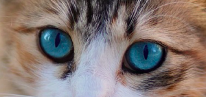 Blue cat eyes