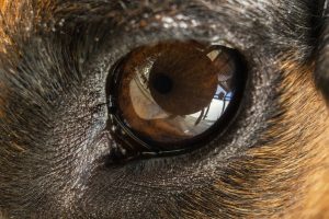 Brown dog eye