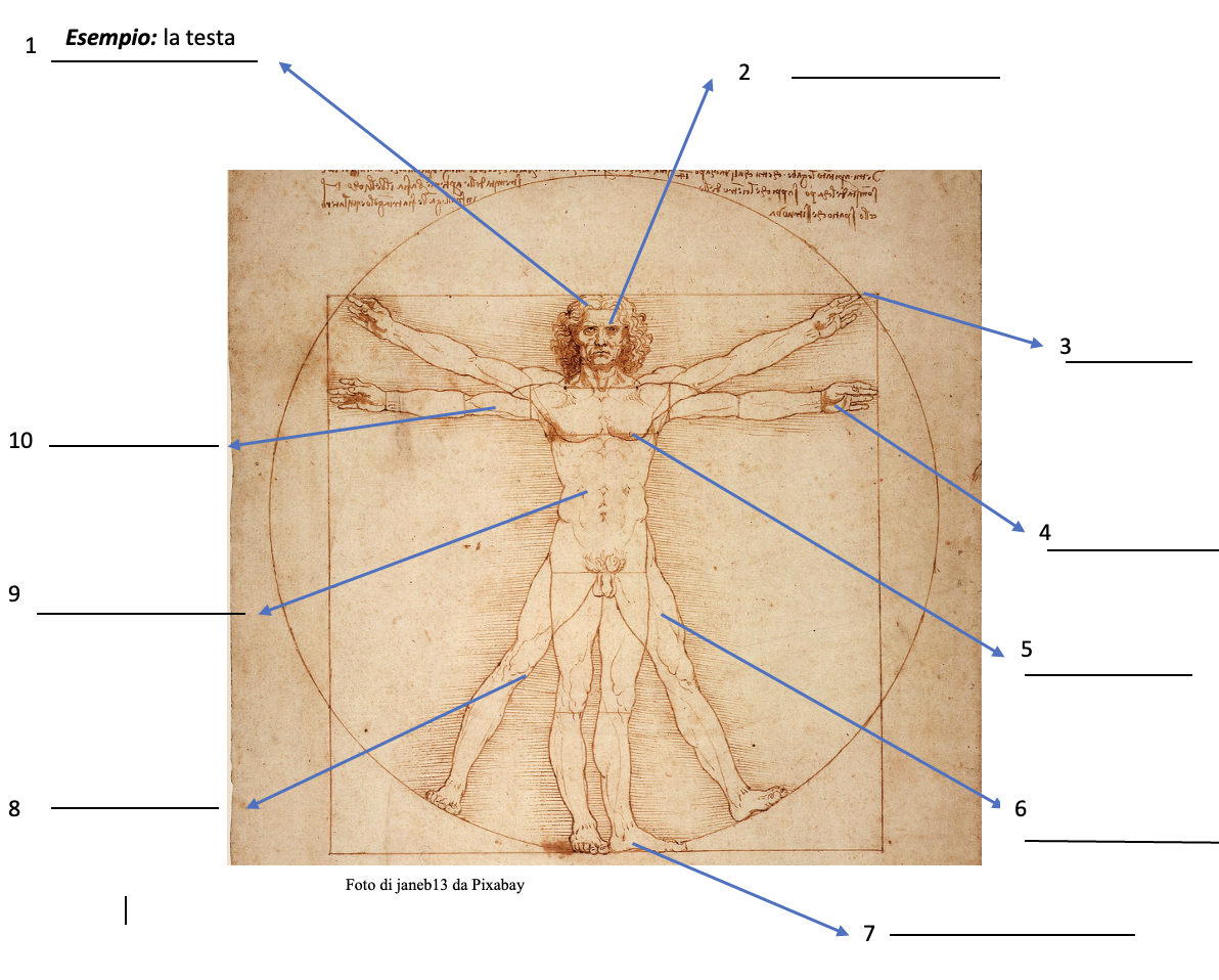 Drawing of a man by Leonardo da Vinci with arrows pointing from different body parts to terms