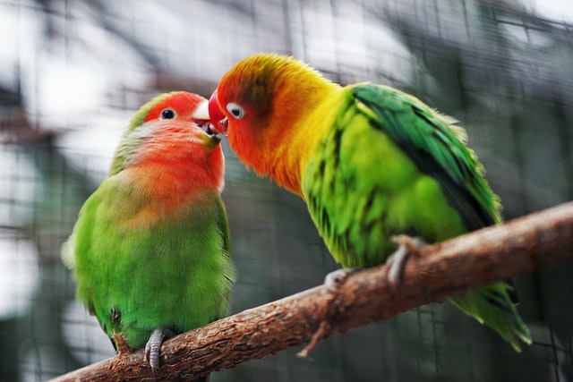 Two small parrots kissing each other