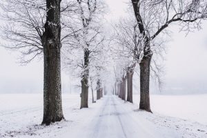 Street covered in snow, lined with trees