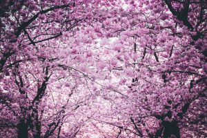 Purple, blossoming trees