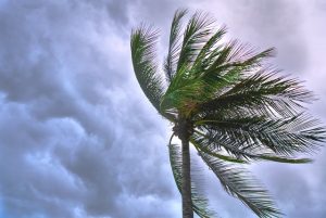 Palm tree in a gust of wind