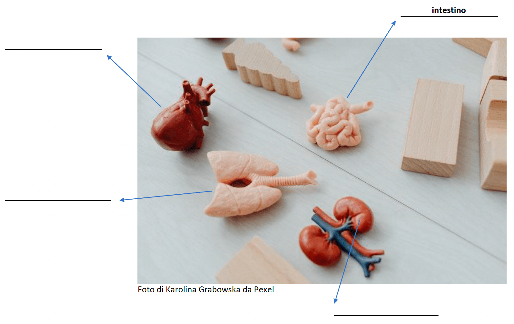 Picture of spleen, heart, lungs and intestine