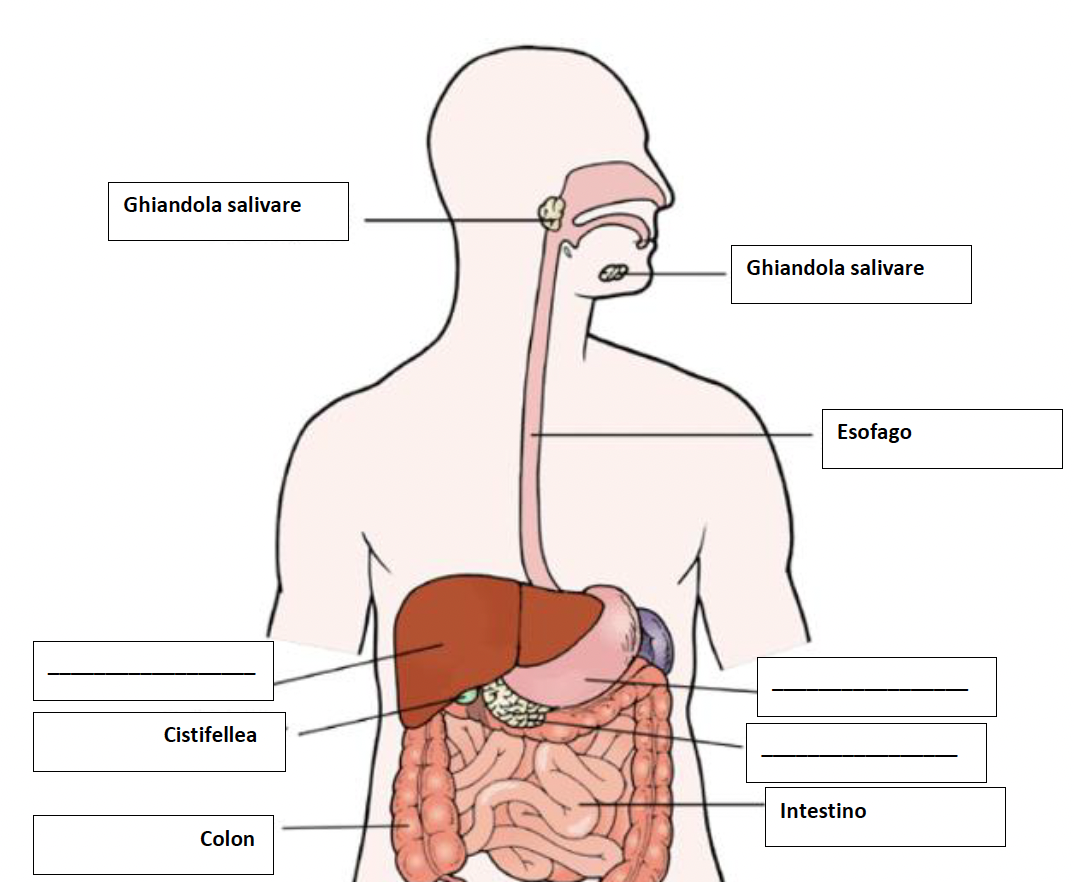 Anatomic picture of internal organs