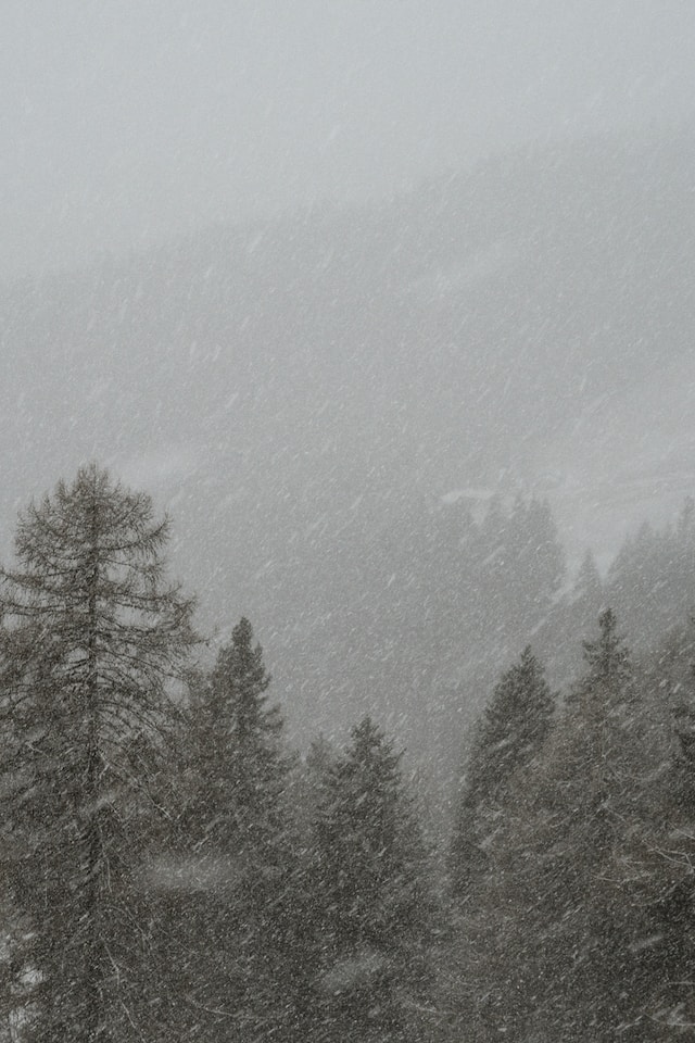 Heavy snow and trees