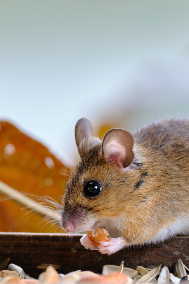 Brown and white mouse