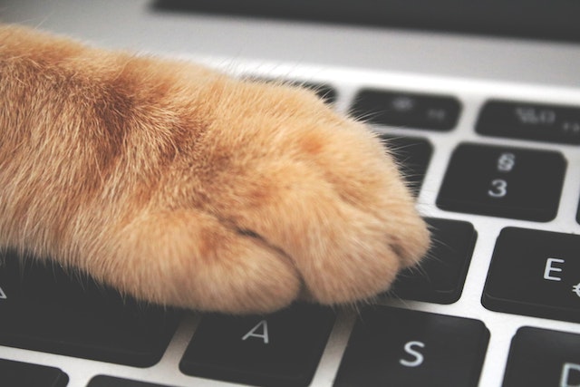 A cat's paw on a computer keyboard