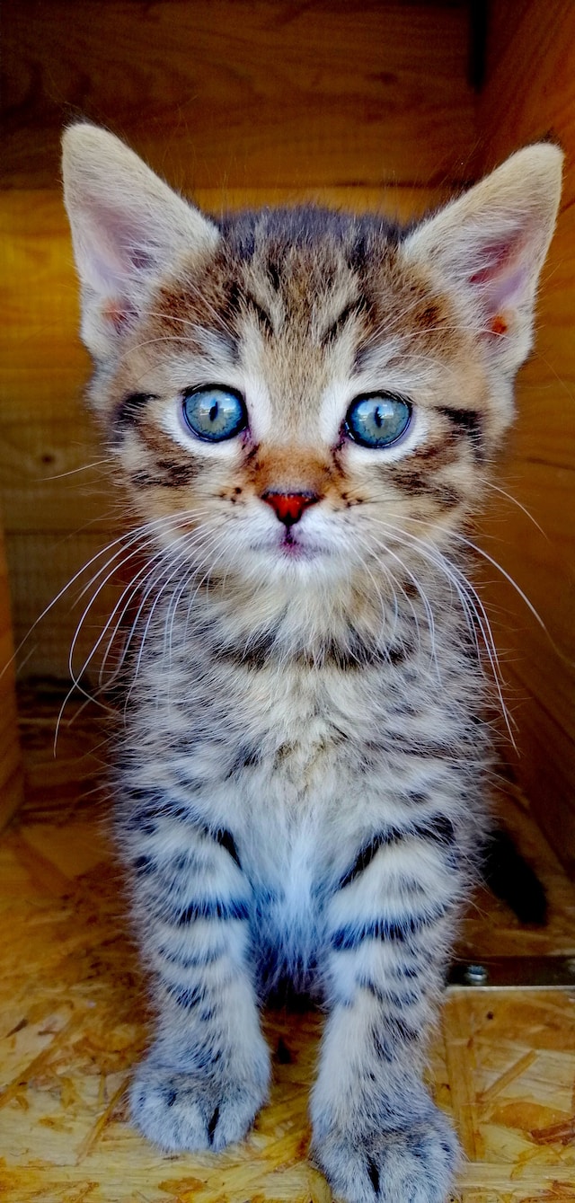 brown tabby kitten