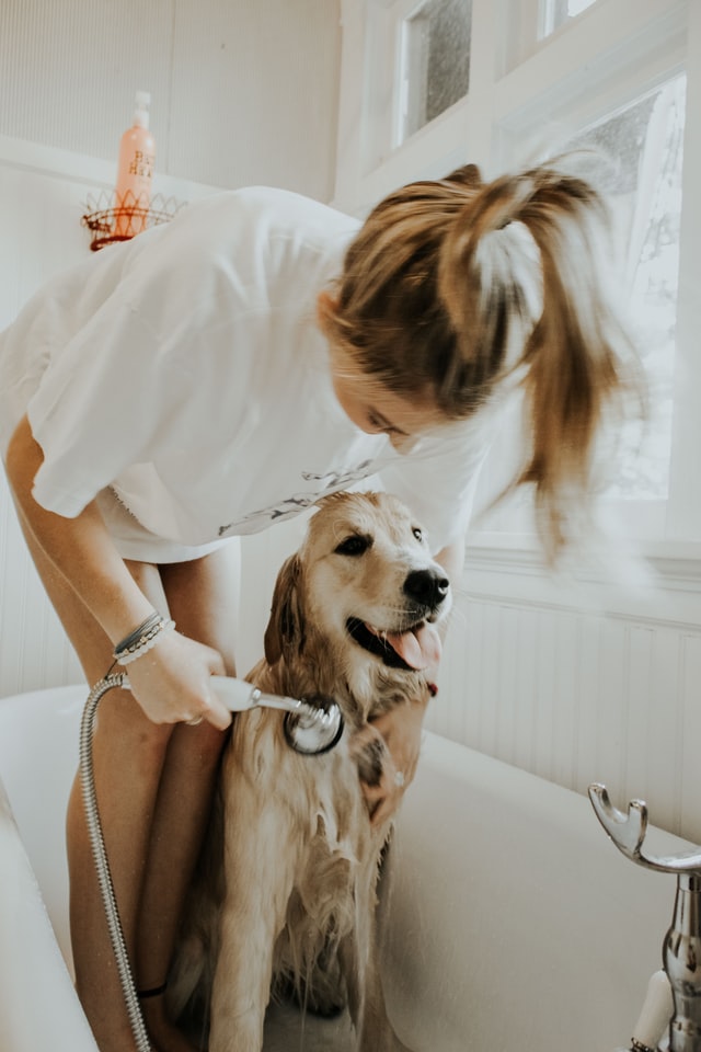 Person washing their dog