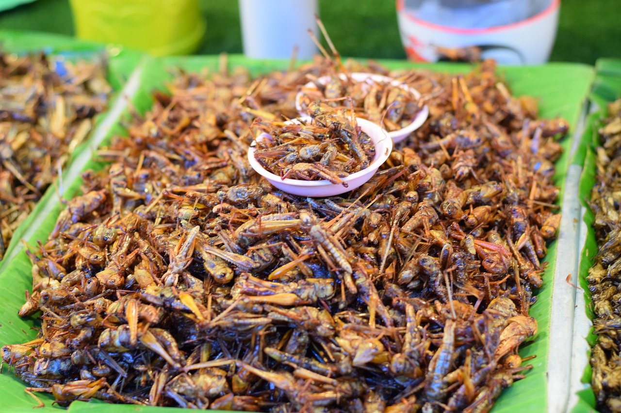 Grilli fritti, fried crickets in a bin