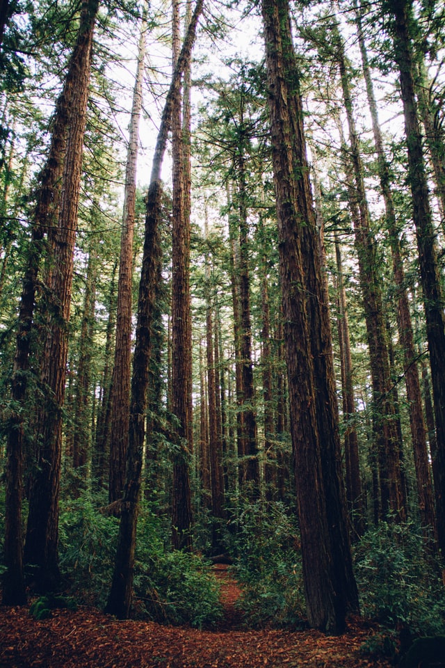 Forest of tall trees