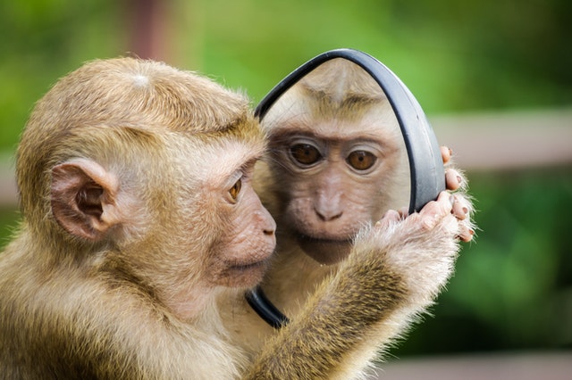 Monkey looking in a mirror