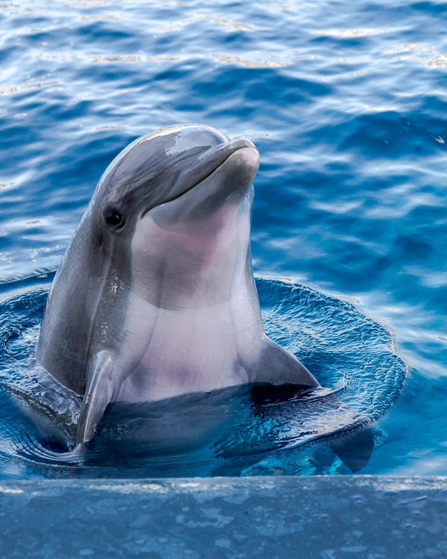 Dolphin