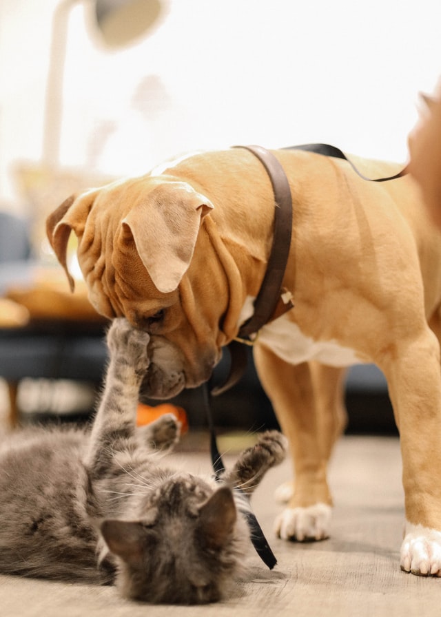 Un gatto gioca con un cane