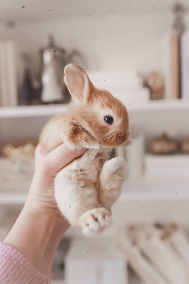 Small white and light brown bunny