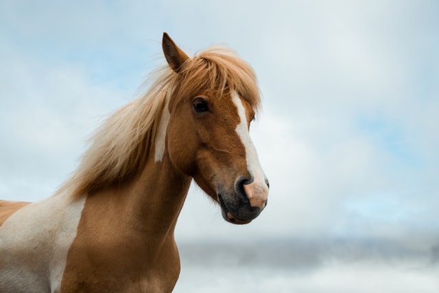 White and brown horse