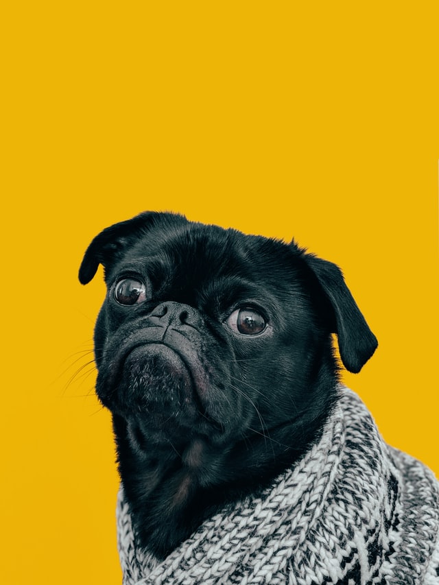 Black pug with grey knit scarf