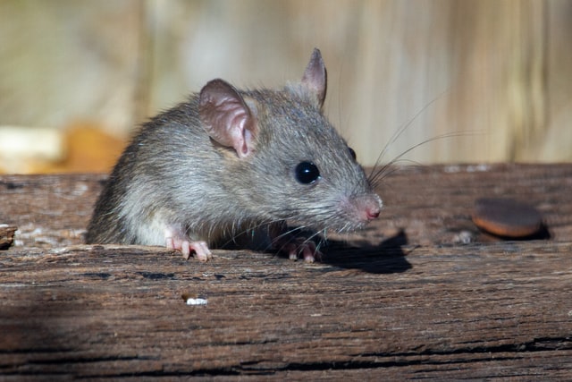 A light grey and white mouse on a log