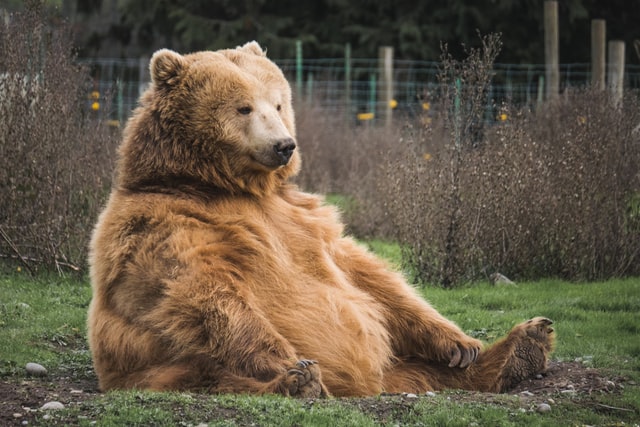 Brown bear sitting on grass