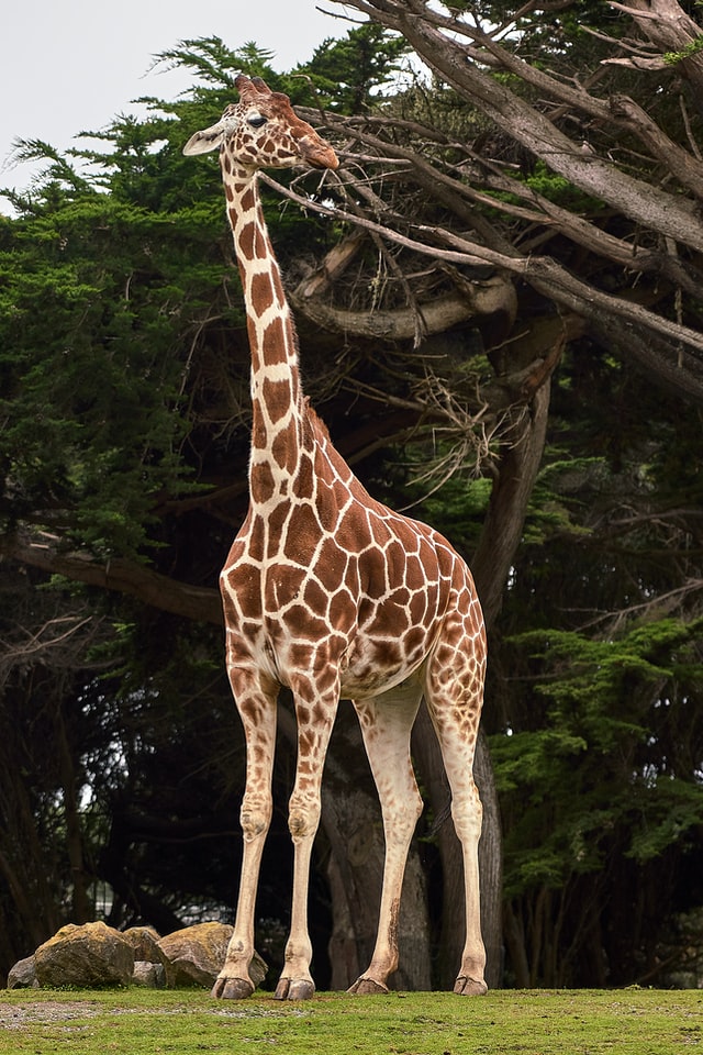 Giraffe standing near tree