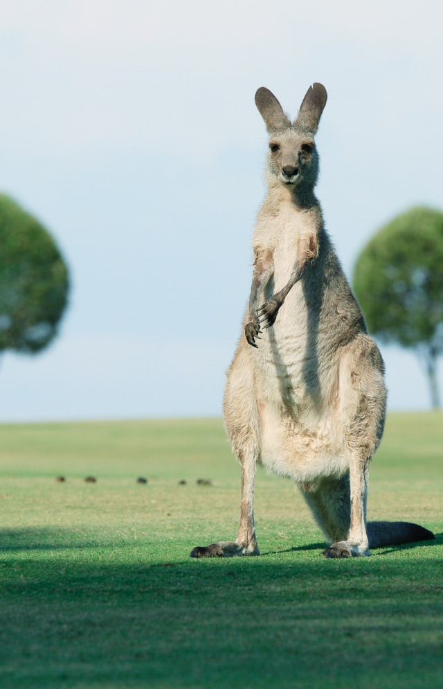 A brown kangaroo standing on green grass