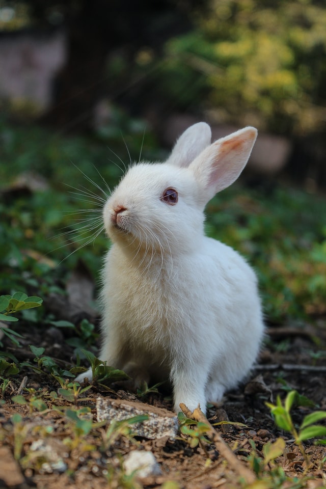 White rabbit on green grass