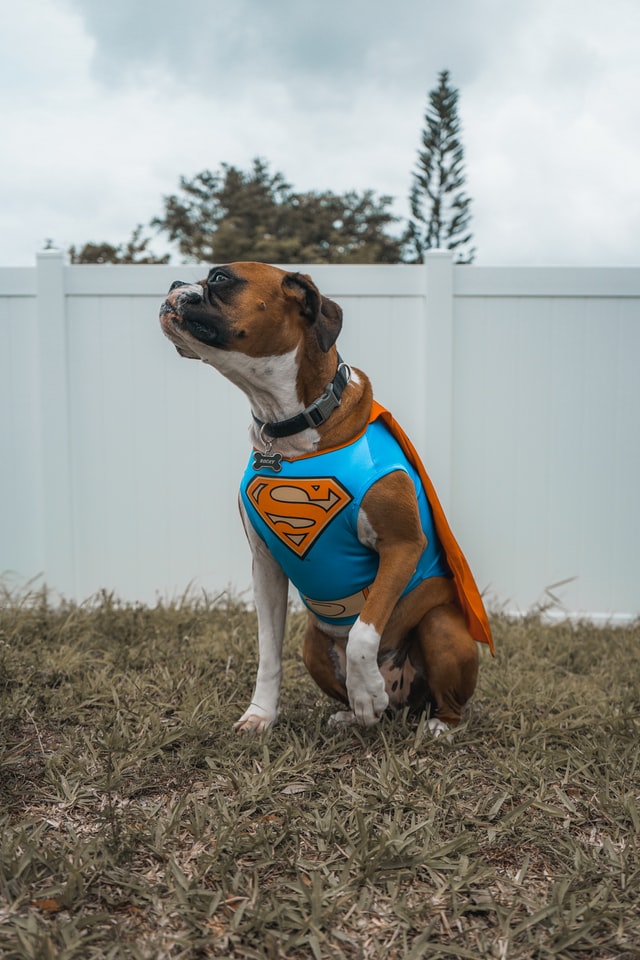 A brown and white dog wearing a Superman cape