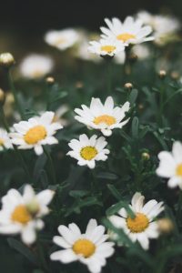 Close up of daisies