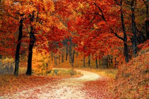 Trees with falling red and orange leaves