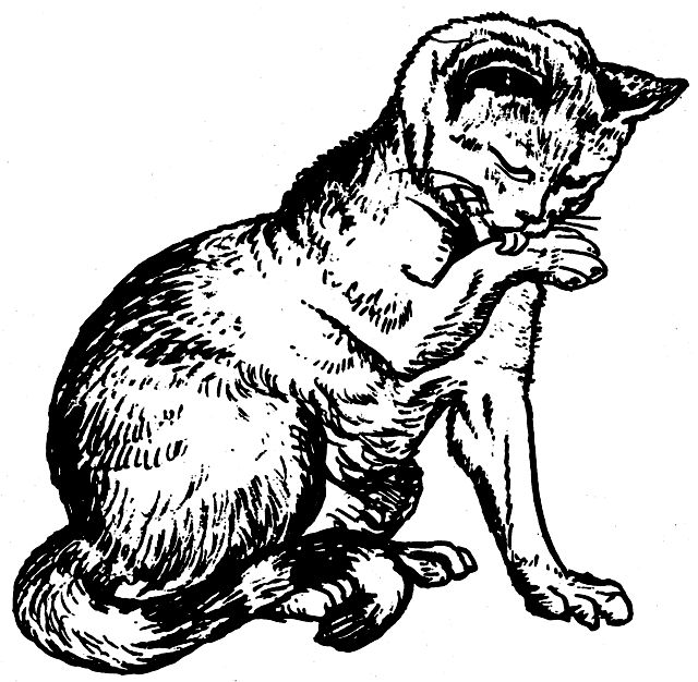 Line drawing of a cat licking its paw.