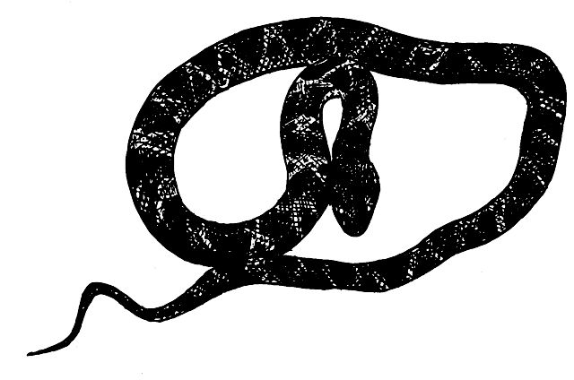 Line drawing of a dark snake.