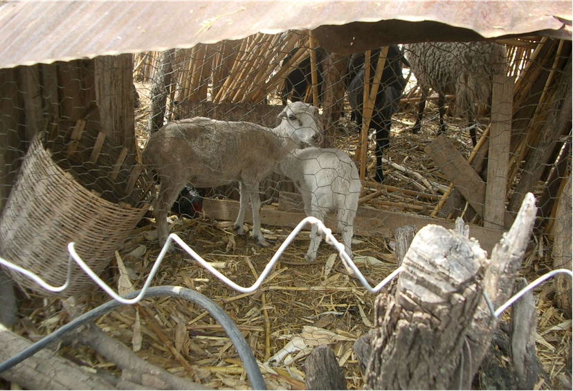 Sheep standing in straw behind a chain link fence.